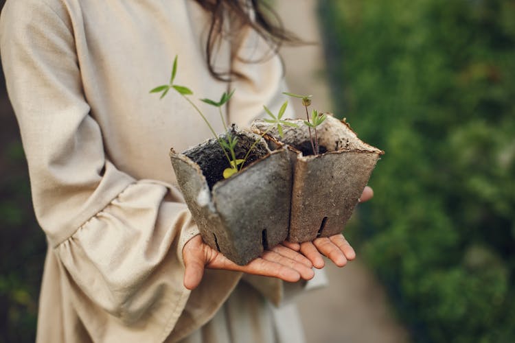 A Person Holding Potted Plants