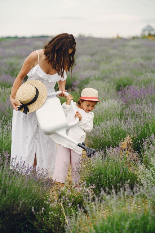 Free A woman and child enjoy a bonding moment while watering plants in a lush lavender field. Stock Photo