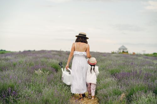 Free A mother and daughter walking together in a peaceful lavender field, enjoying nature. Stock Photo