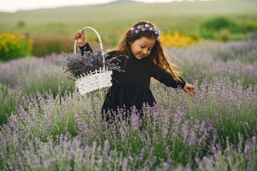 Free A smiling girl in a lavender field holding a basket of lavender flowers, enjoying nature. Stock Photo