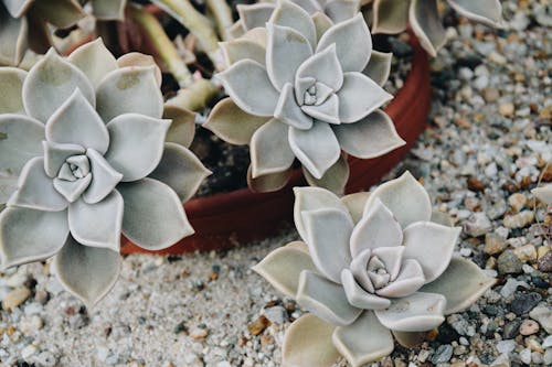 Close-Up Shot of Succulent Plants 