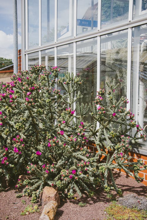 Cactus with Flowers in Botanical Garden