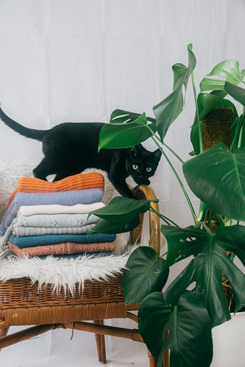 Cat Walking Across Fresh Pile of Laundry