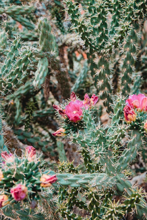 Bezpłatne Darmowe zdjęcie z galerii z flora, kaktusy, kolczasty Zdjęcie z galerii