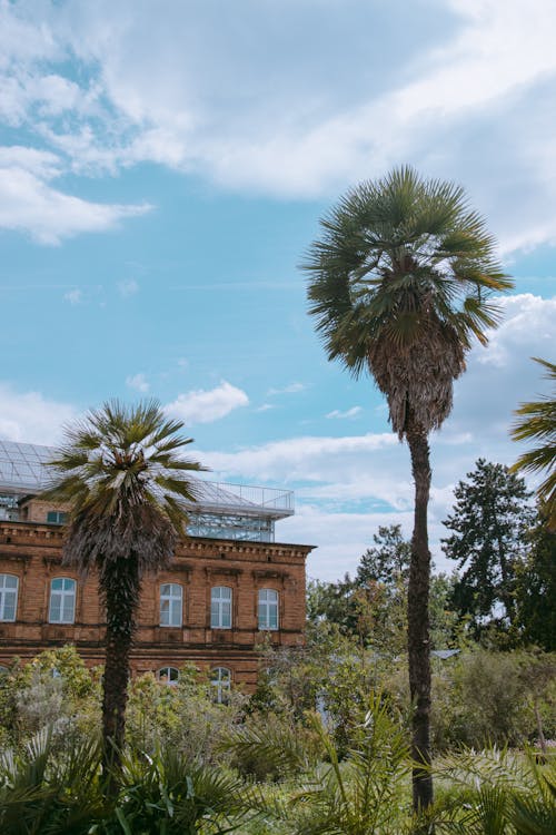 Green Palm Trees Under the Blue Sky