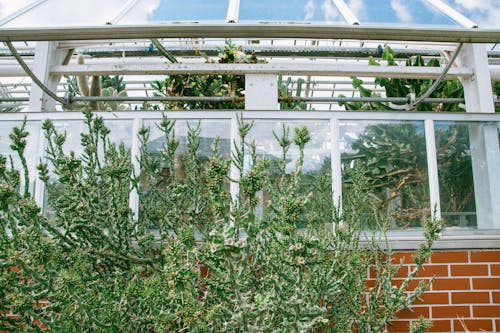 Green Plants Inside a Greenhouse