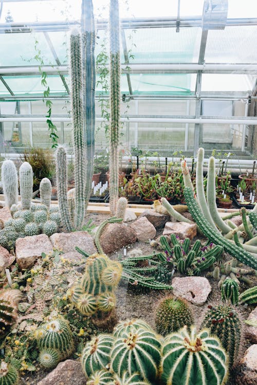 Cacti Inside a Greenhouse