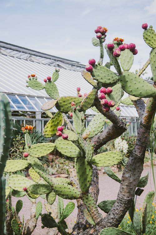 Photo of a Cactus Plant