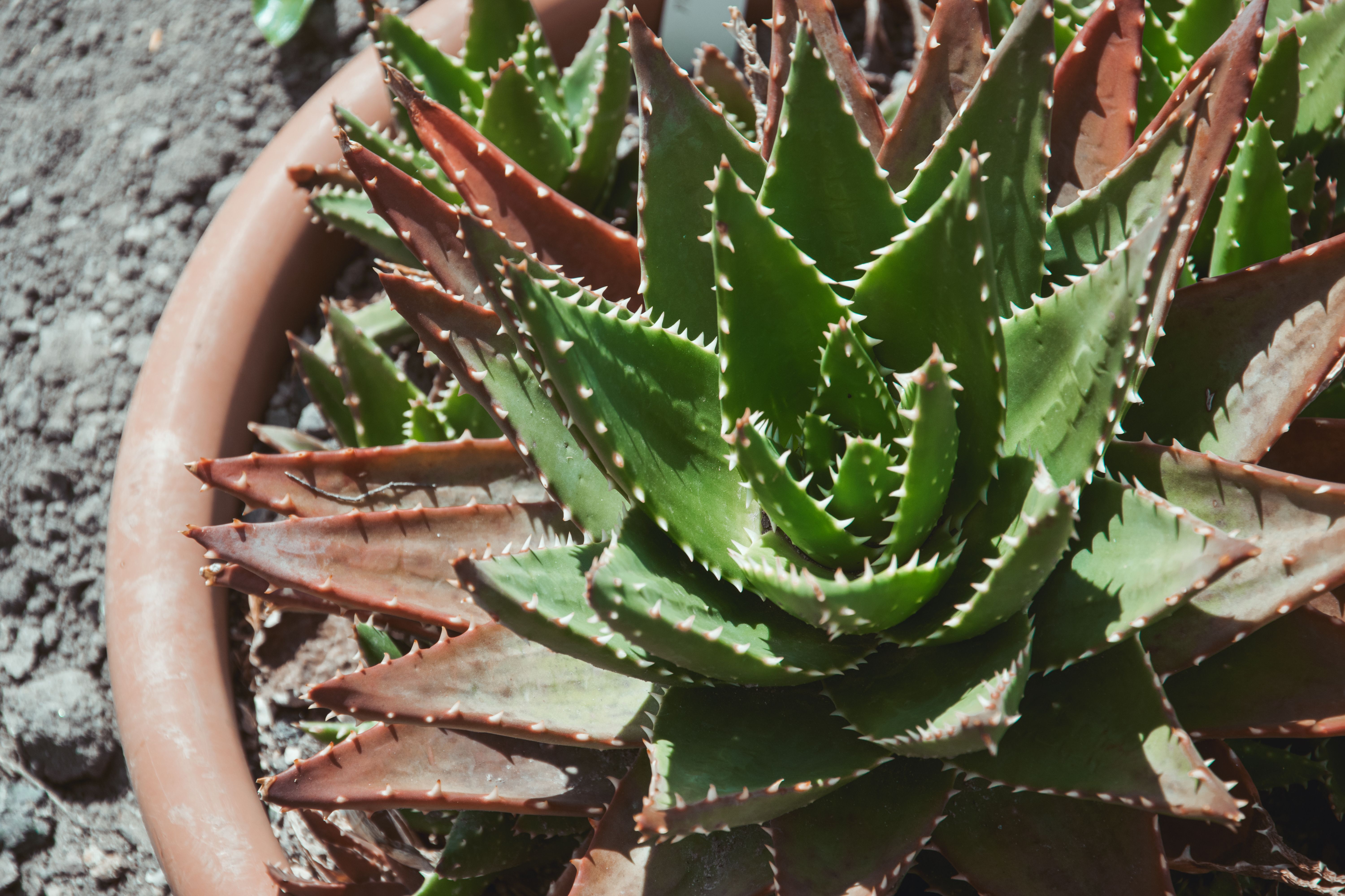 Detailed view of a green spiky succulent plant in a terracotta pot outdoors — modafinil tolerance