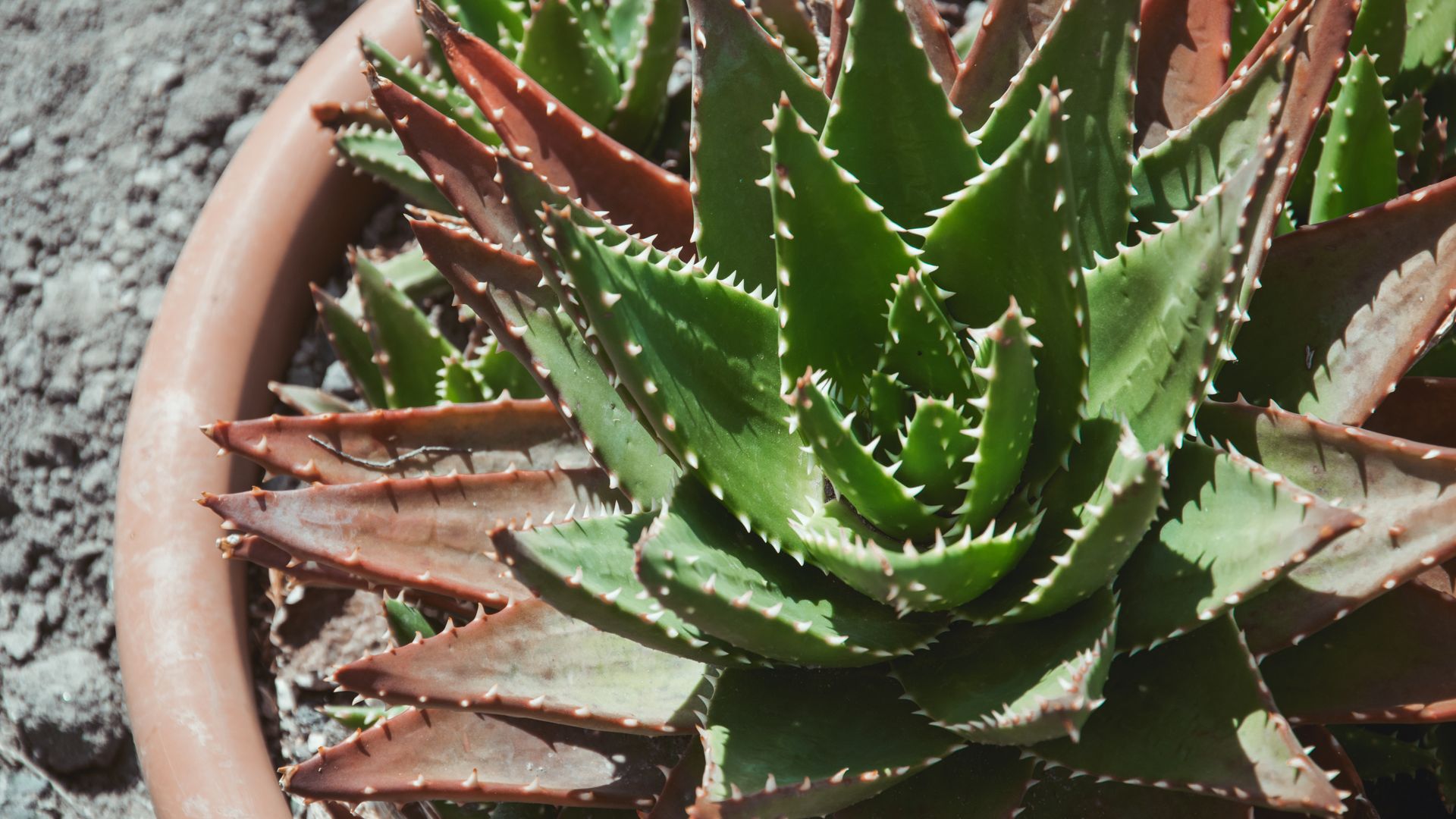 Modafinil Tolerance: Understanding the Brain's Response Detailed view of a green spiky succulent plant in a terracotta pot outdoors — modafinil tolerance