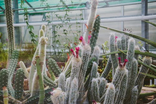 Blooming Cactus Plants Growing in Greenhouse