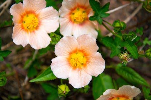 Close-Up Shot of Flowers