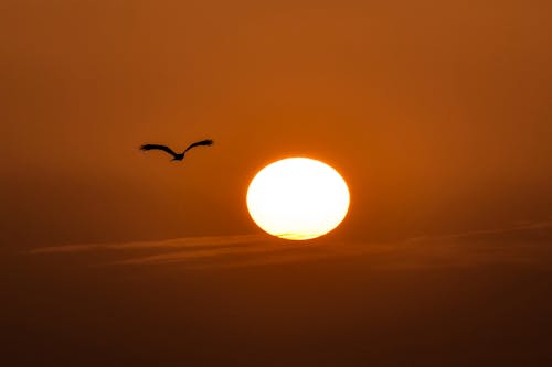 Free stock photo of beach bird, beach sunset, beautiful sunset