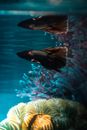 特写镜头中，彩色斗鱼在珊瑚和蓝色灯光的水族馆里游动