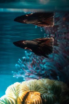特写镜头中，彩色斗鱼在珊瑚和蓝色灯光的水族馆里游动