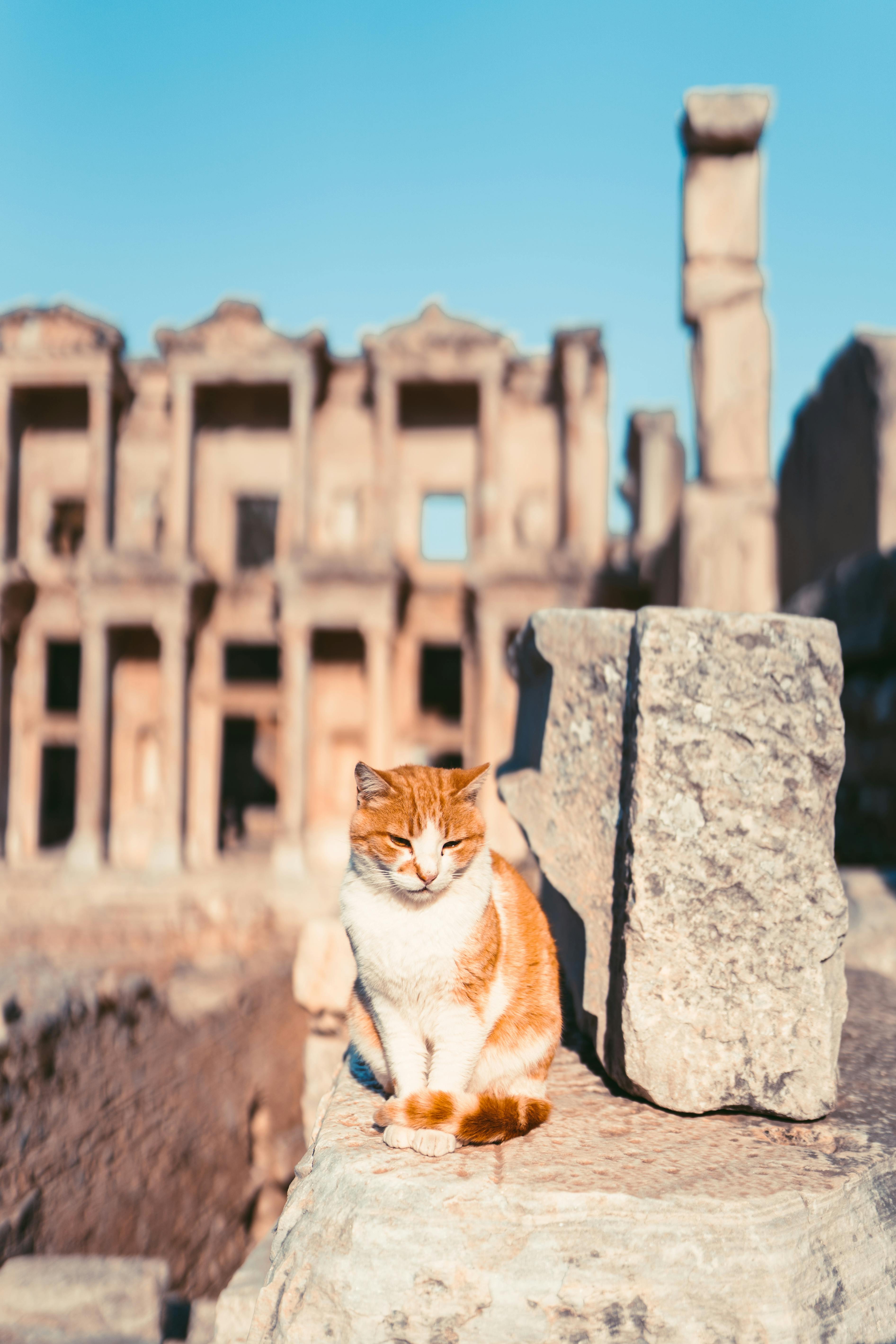 蔚蓝的天空下，一只姜黄色的猫平静地坐在土耳其以弗所的古老废墟中