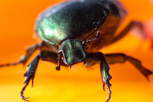 бесплатная Бесплатное стоковое фото с beetle, беспозвоночный, дикая природа Стоковое фото