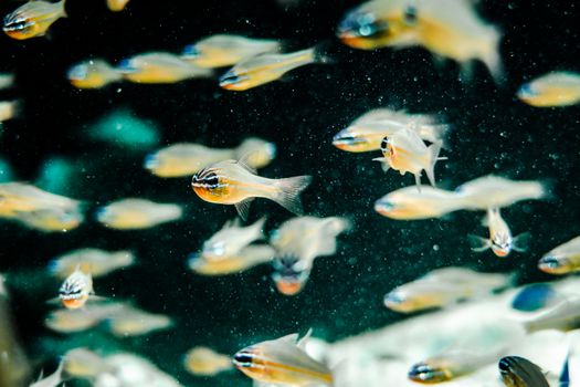 Close-up view of a vibrant school of fish swimming underwater, showcasing aquatic life.