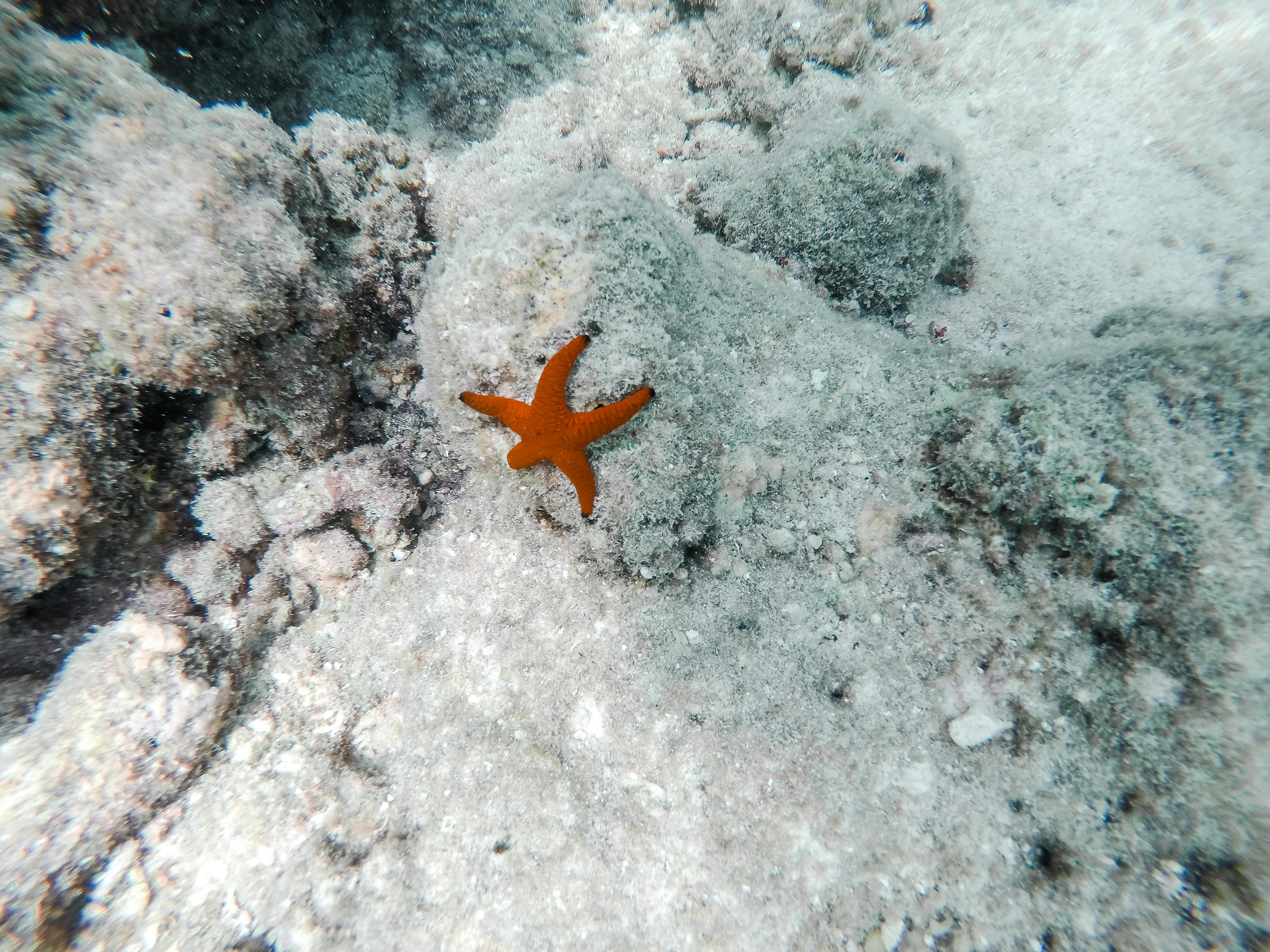 在珊瑚海底，栖息着充满活力的橙色海星，这展示了阿曼海洋生物的多样性