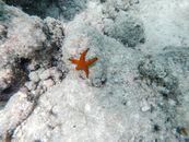在珊瑚海底，栖息着充满活力的橙色海星，这展示了阿曼海洋生物的多样性