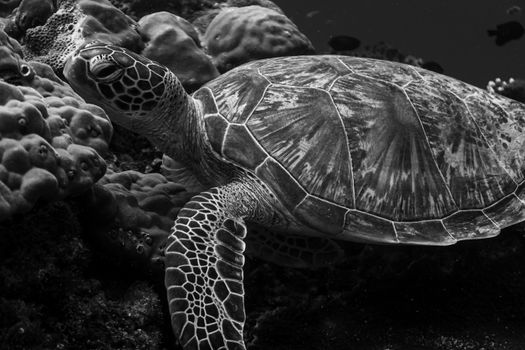 Stunning grayscale photo of a sea turtle swimming among corals in Maldives waters.