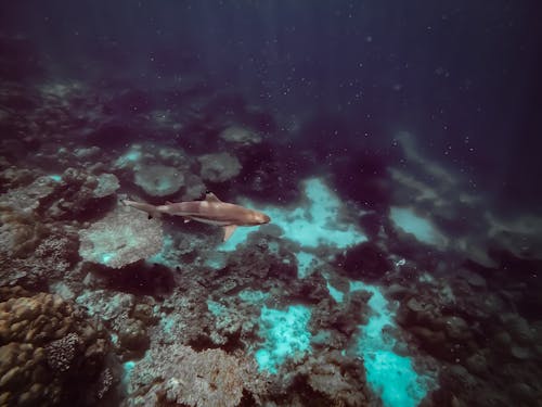 Imagine de stoc gratuită din albastru și negru, coral, fotografia subacvatică