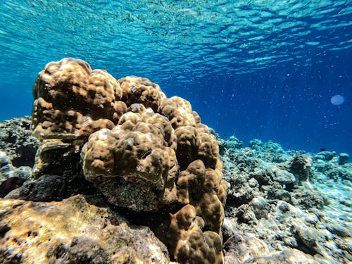 Gratis Immagine gratuita di acqua, coralli, fotografia subacquea Foto a disposizione