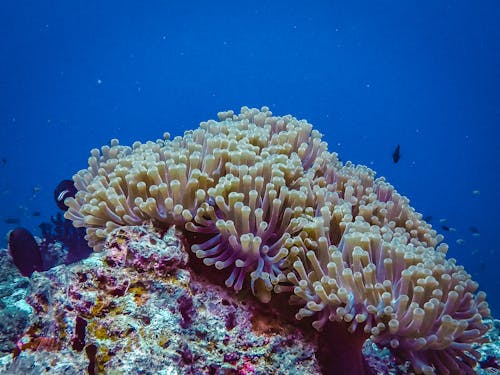 Ilmainen kuvapankkikuva tunnisteilla kala, kallio, koralli Kuvapankkikuva