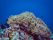 通过这张色彩缤纷的珊瑚礁特写镜头，探索充满活力的水生生物世界