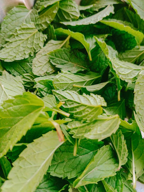 Close-Up Shot of Green Leaves