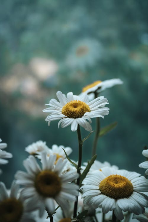 Selective Focus of Common Daisy Flowers