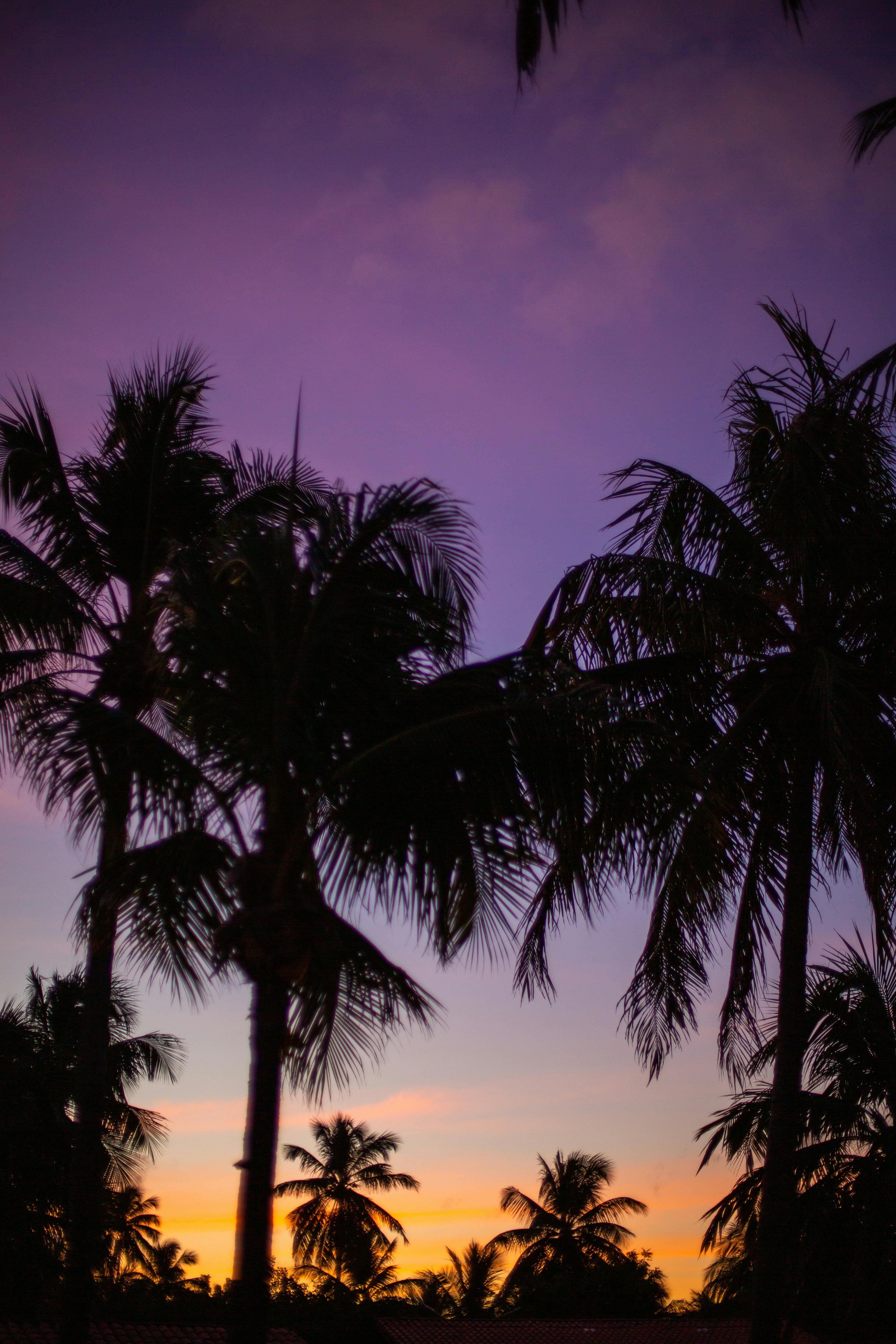 green palm tree during sunset