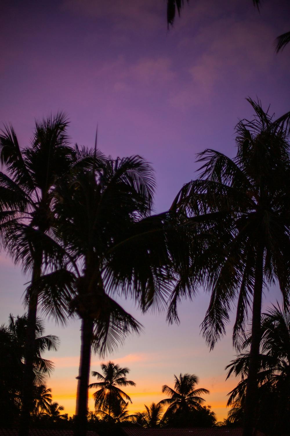 Green Palm Tree During Sunset · Free Stock Photo