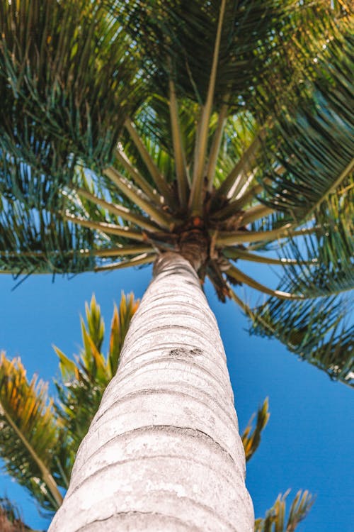 Low-Angle Shot of a Coconut Tree under the Blue Sky