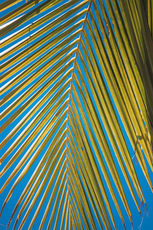 Low Angle Shot of a Coconut Leaf