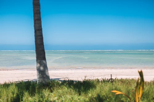 ココナッツの木, ビーチ, 地平線の無料の写真素材