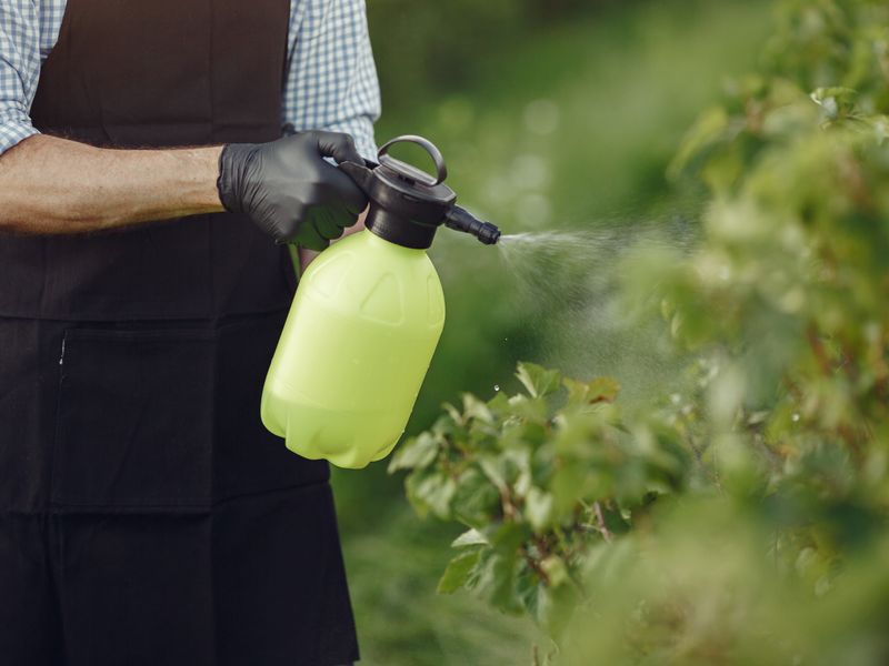 Tratamiento fitosanitario con pulverizador en arbustos jardín Costa Blanca