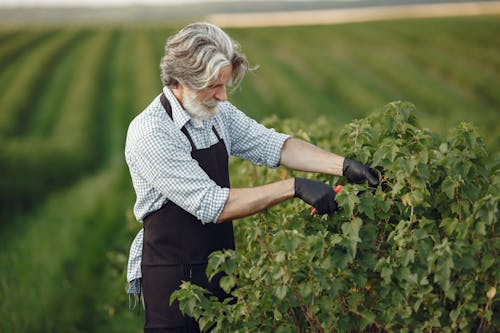 Immagine gratuita di agricoltura, anziano, azienda agricola