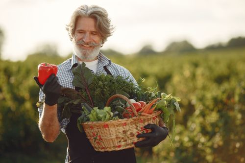 Free Smiling elderly farmer holding a basket of fresh vegetables in a lush green field. Stock Photo