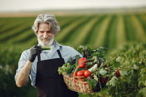 Free A smiling elderly man holding a basket of fresh vegetables in a lush farm setting during daylight. Stock Photo