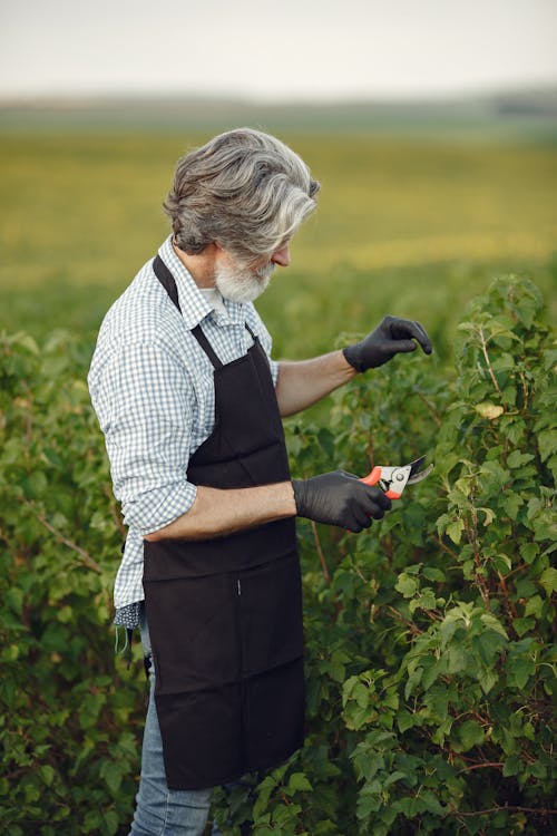 Farmer Working by Berry shrub in Plantation
