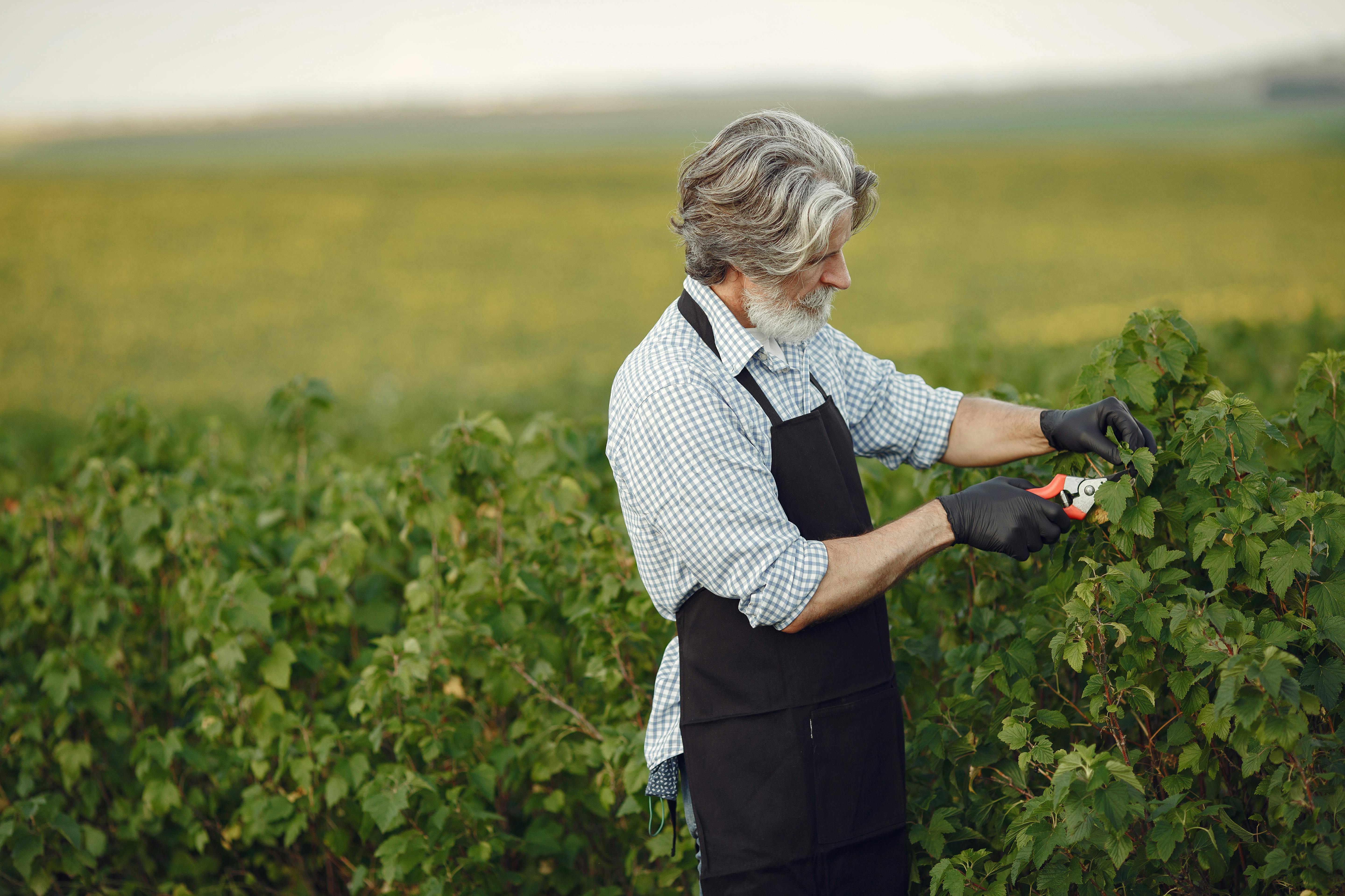 An elderly man wearing a black apron prunes plants in a green field during summer.