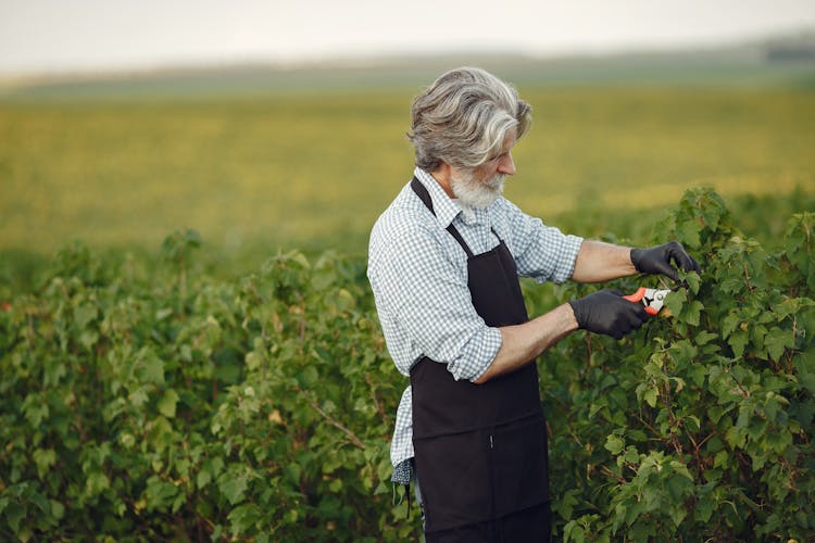 Elderly Farmer Working In Field