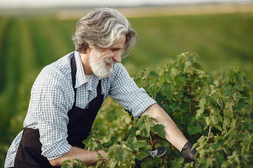 Farmer by Berry Shrub in Field