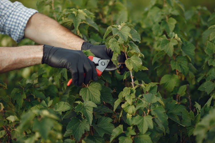 A Person Using Shears