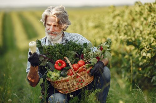 Free An elderly farmer gathers fresh vegetables in a sunny countryside field during summer. Stock Photo