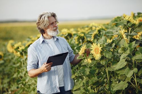 Free Elderly farmer examines sunflowers in a vast sunny field, ensuring healthy growth. Stock Photo