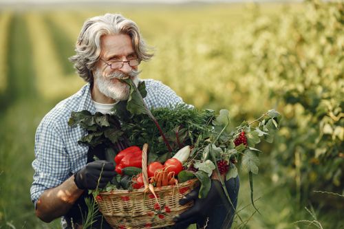 Free A happy senior man in a field holding a basket filled with fresh vegetables, showcasing the joy of gardening and farming. Stock Photo