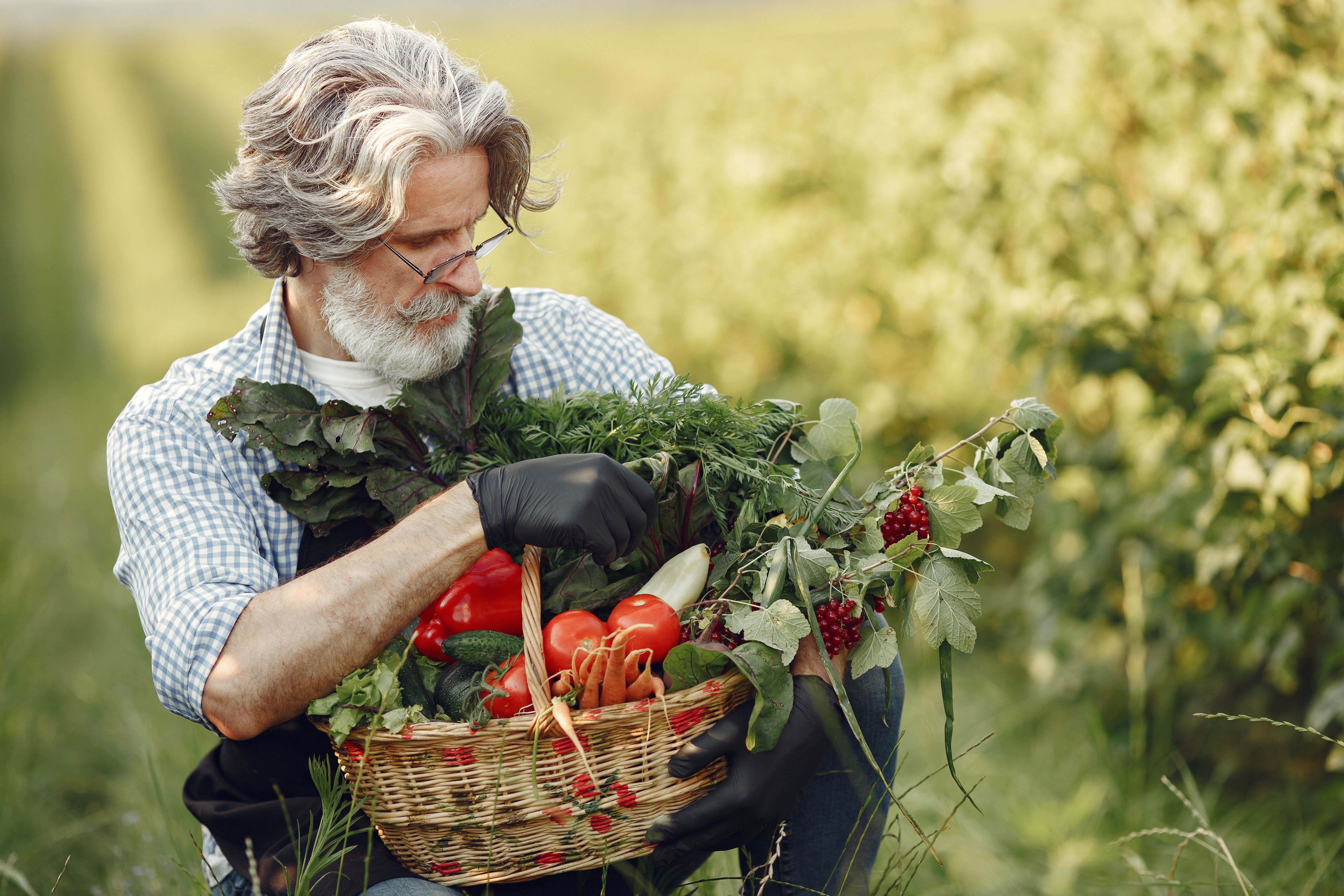 Potager dété : quelles variétés de légumes privilégier en Maine-et-Loire ? 
