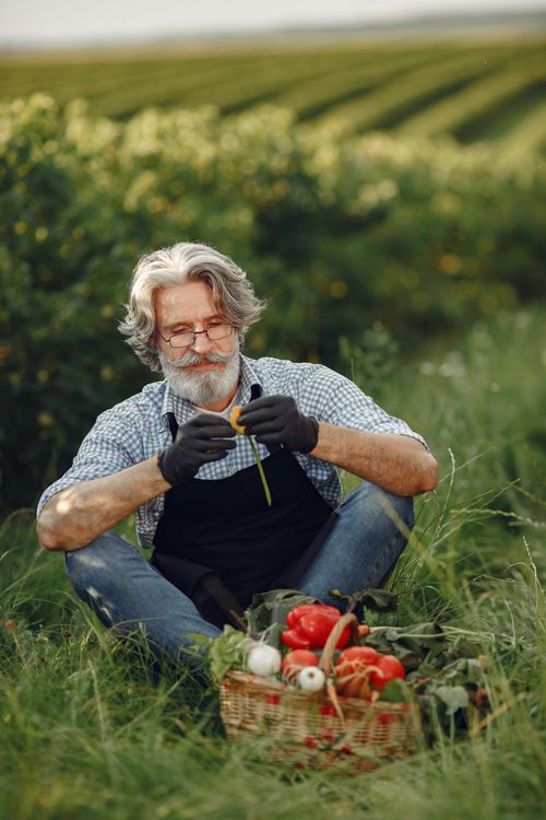 Free Elderly man with basket of vegetables in countryside during summer. Stock Photo
